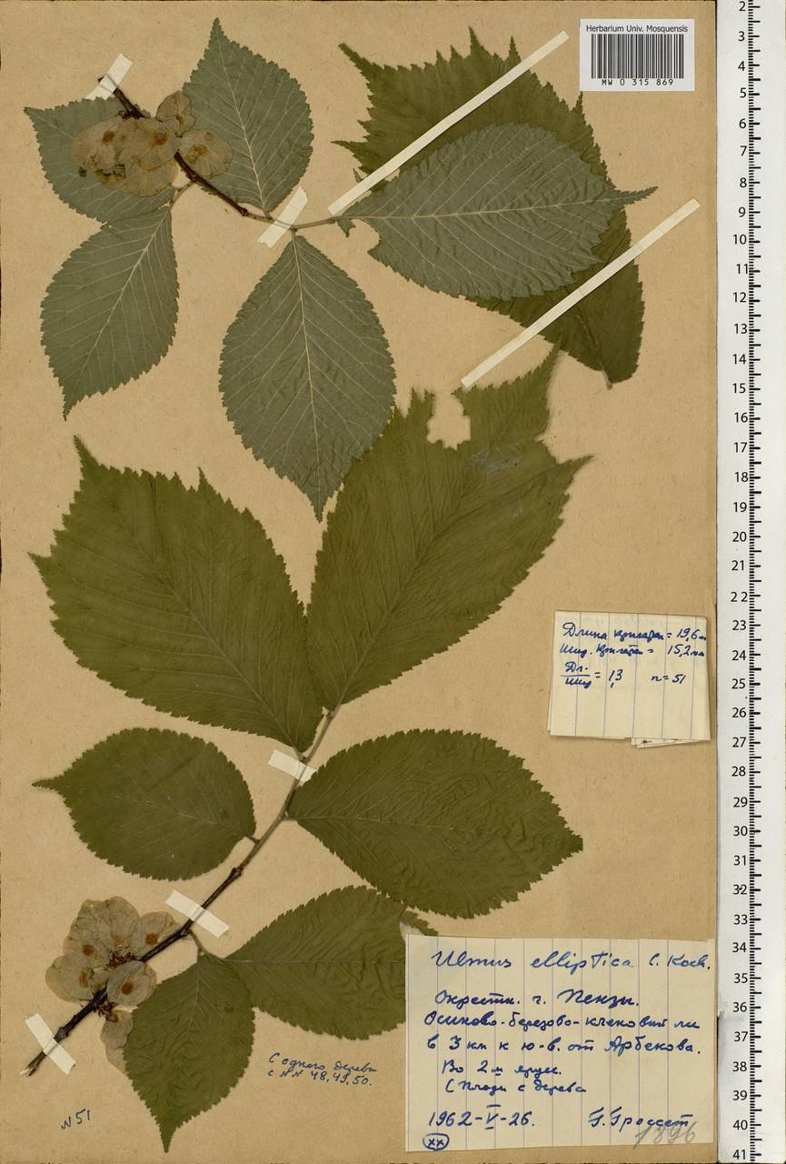 Вяз Валлиха