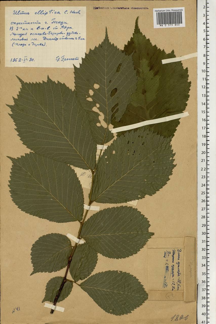 Ulmus elliptica