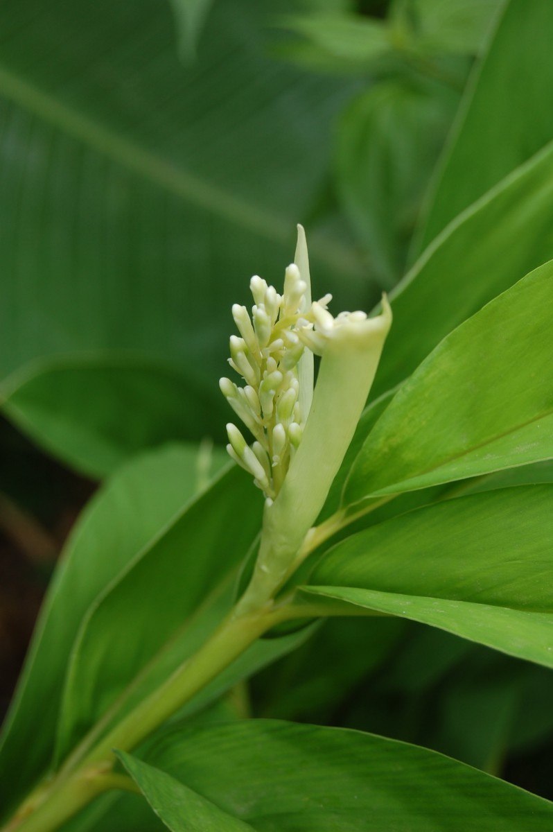 Alpinia officinarum