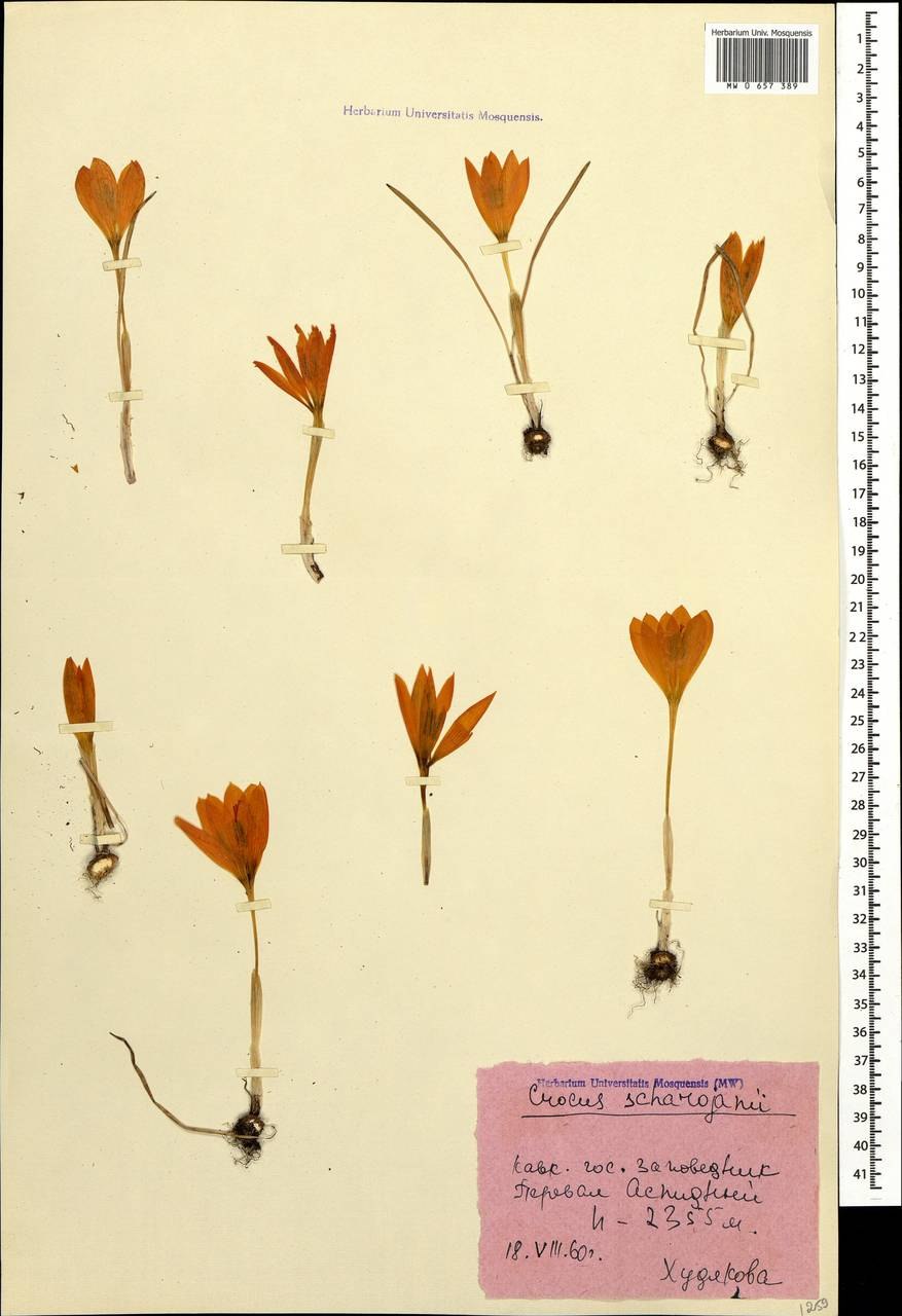 Этрусская монументальная живопись