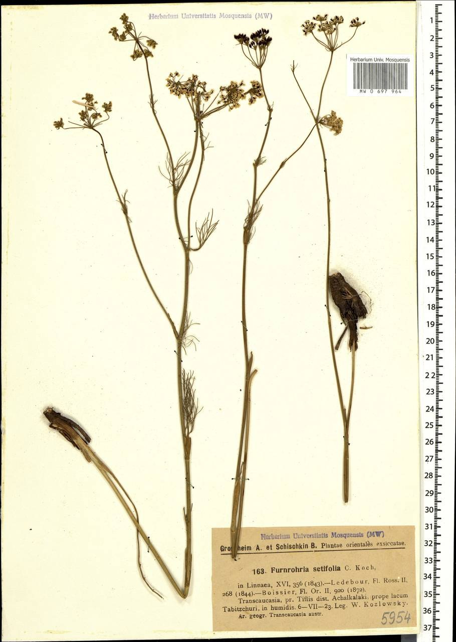 Лук Ошанина