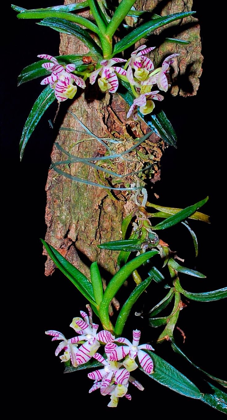 Trichoglottis Seidenfadenia