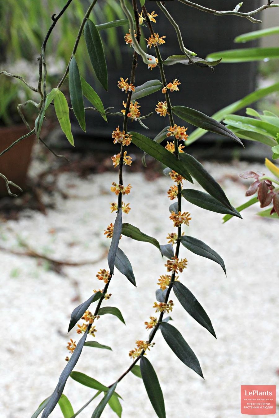 Trichoglottis amesiana