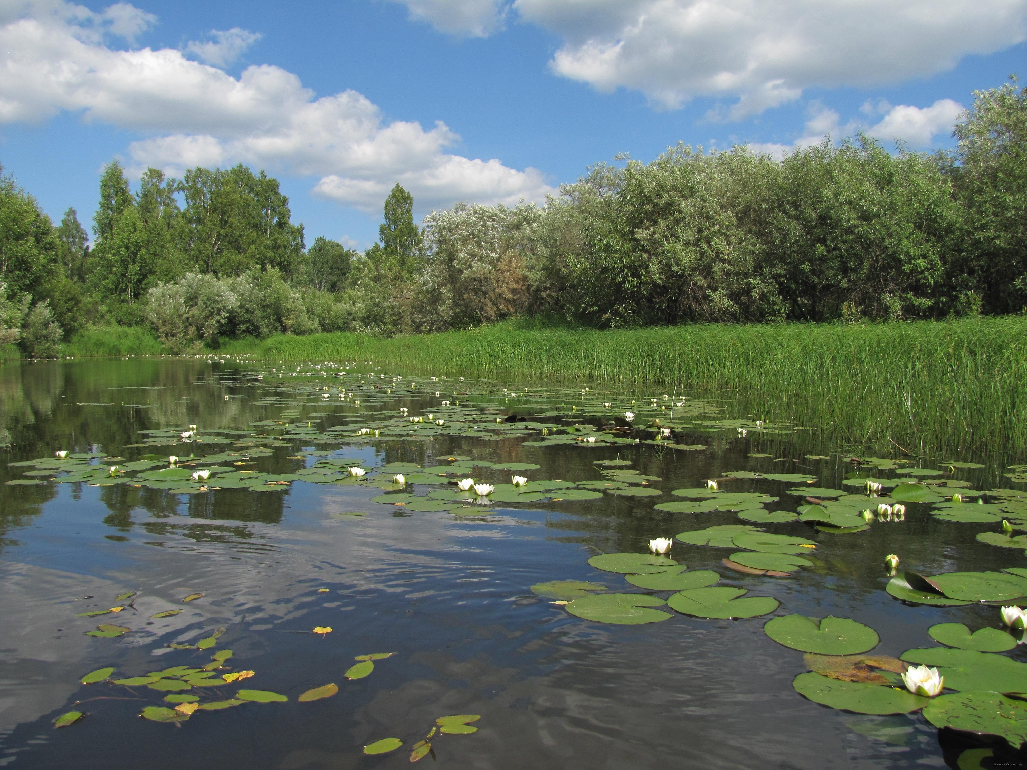 10 водоемов. Казачинско-Ленский район озеро с кувшинками. Лесное озеро с кувшинками. Озера с кувшинками в Ростовской области. Лето река кувшинки.