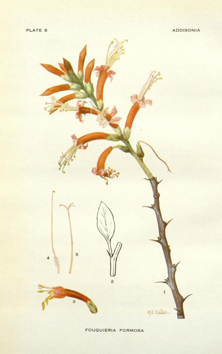 Окотильо» — Fouquieria splendens