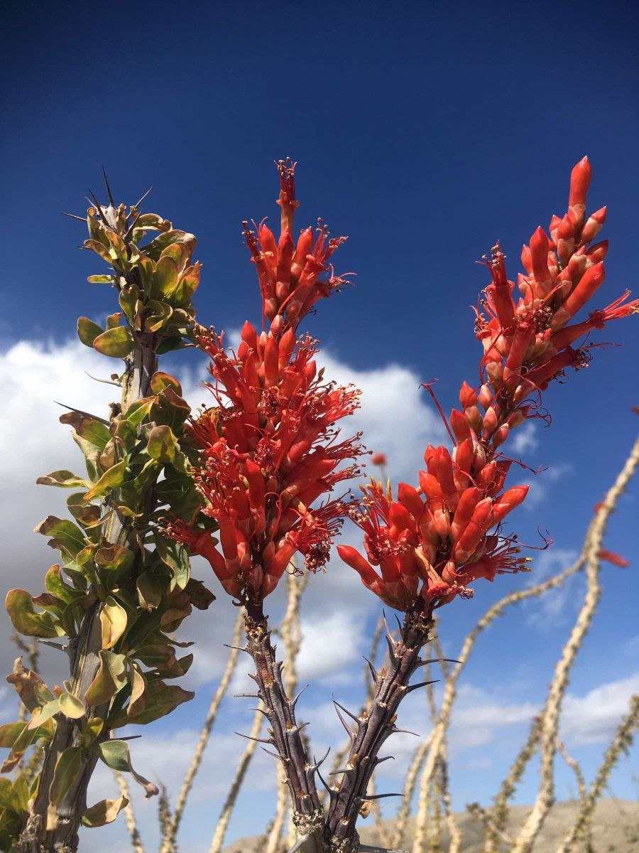 Fouquieria splendens
