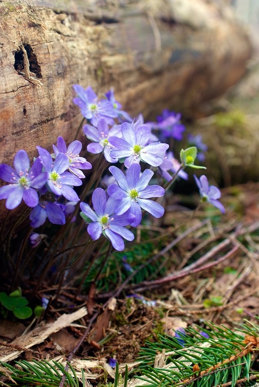 Примула / первоцвет (Primula)