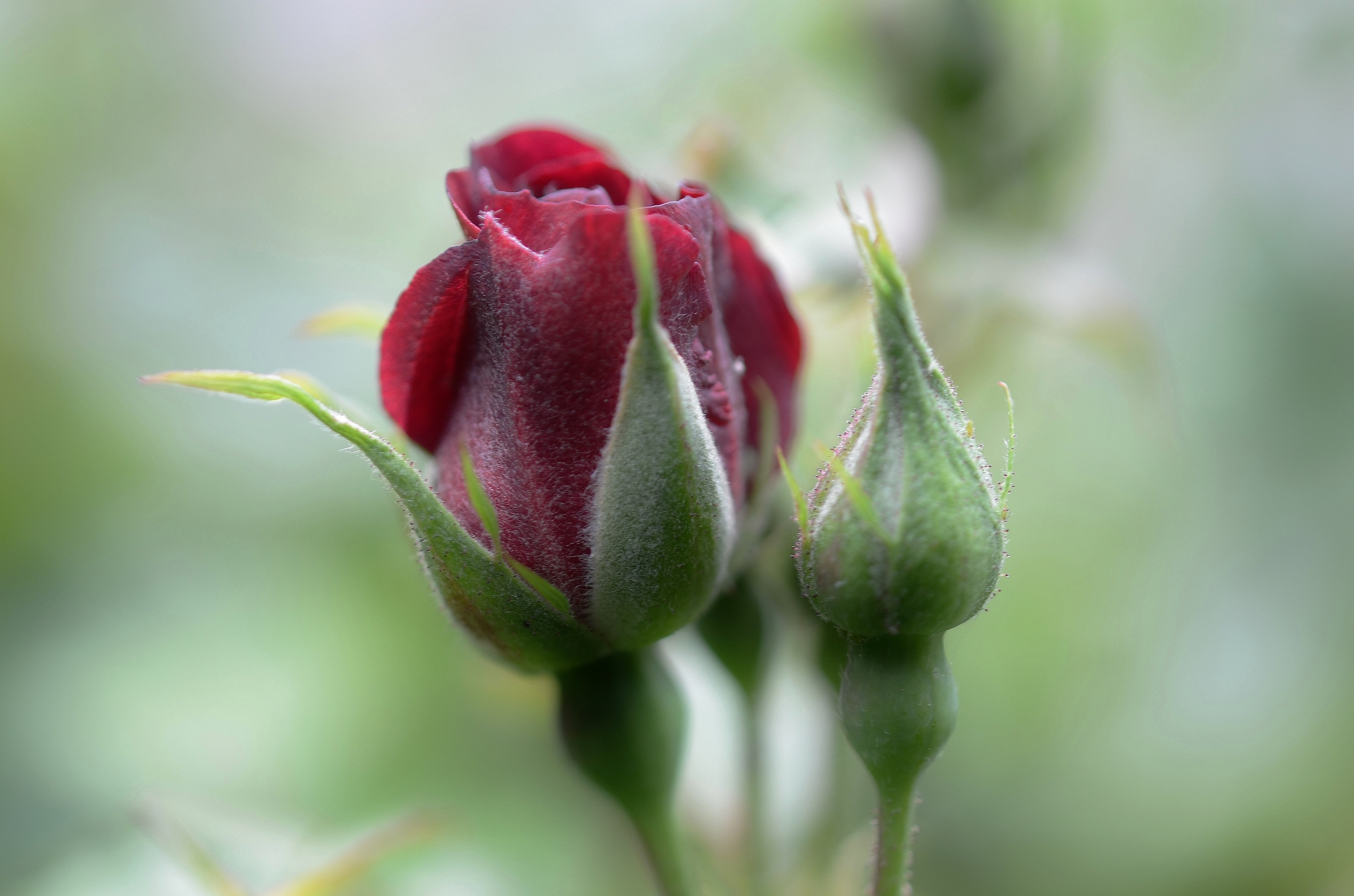 Красные бутоны 15 дата выхода. Чашелистик розы. Бутон цветка. Бутон розы. Красивые бутоны роз.