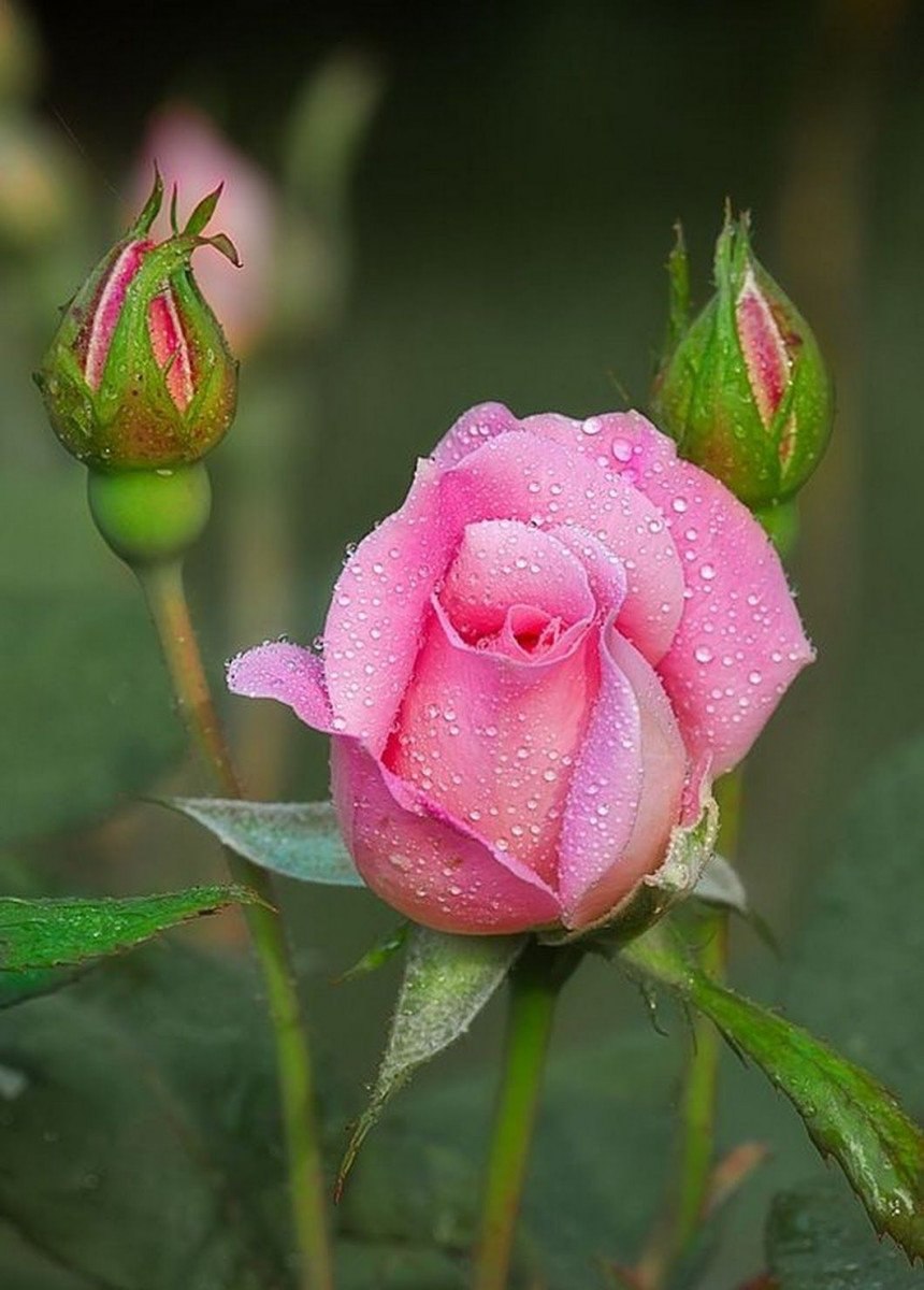 Бутоны цветов