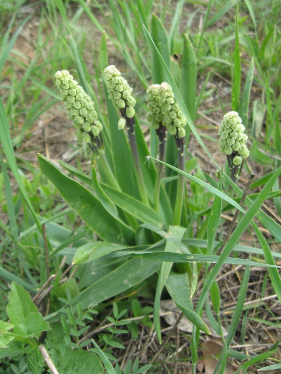 Бельвалия zigomorfa