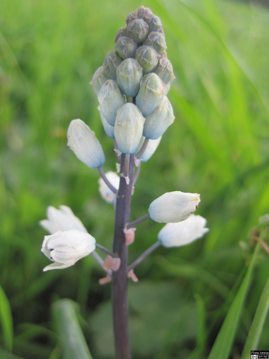 Бельвалия Липского