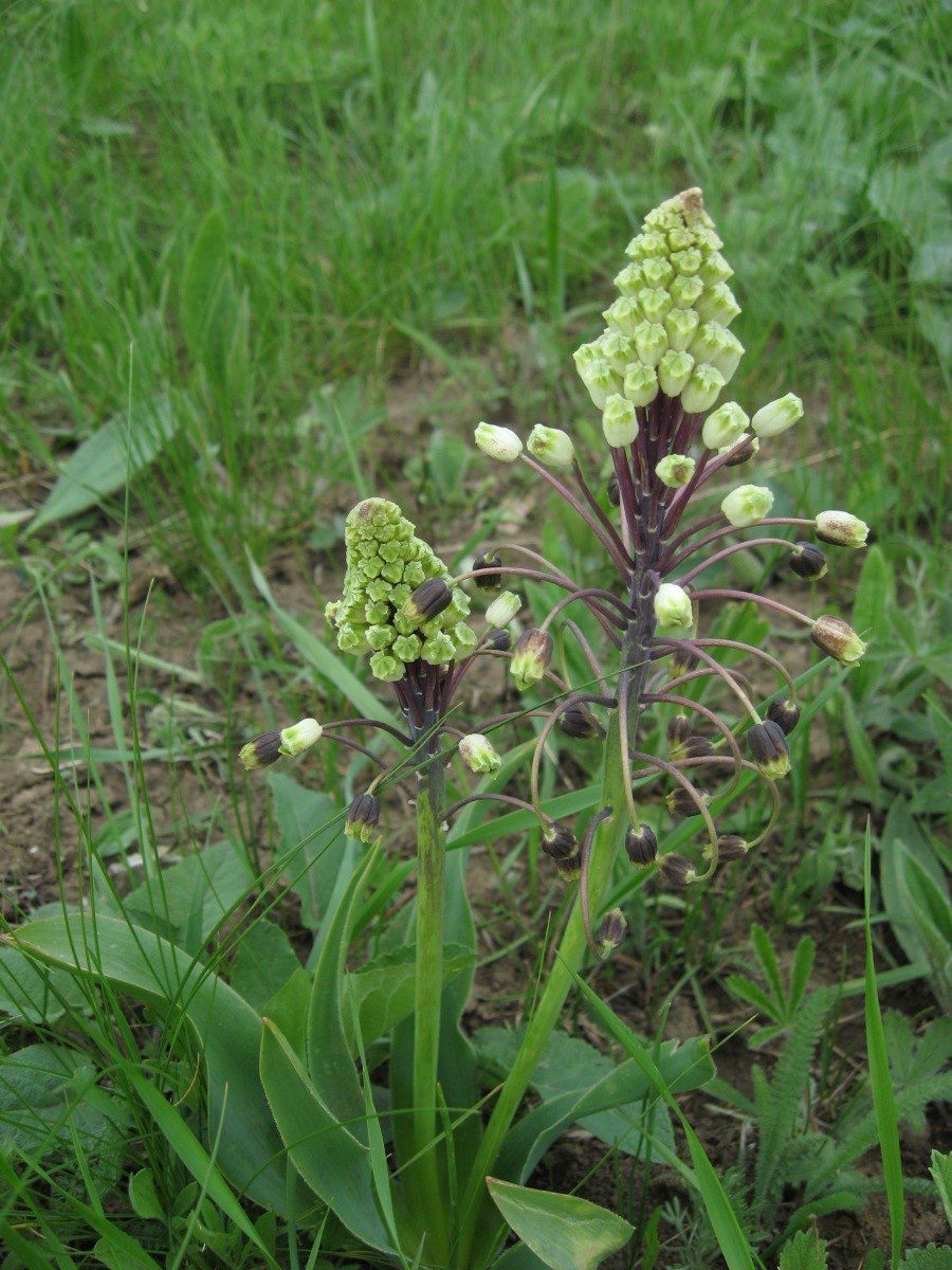 Бельвалия великолепная