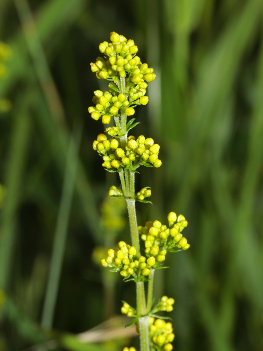 Подмаренник настоящий Galium Verum