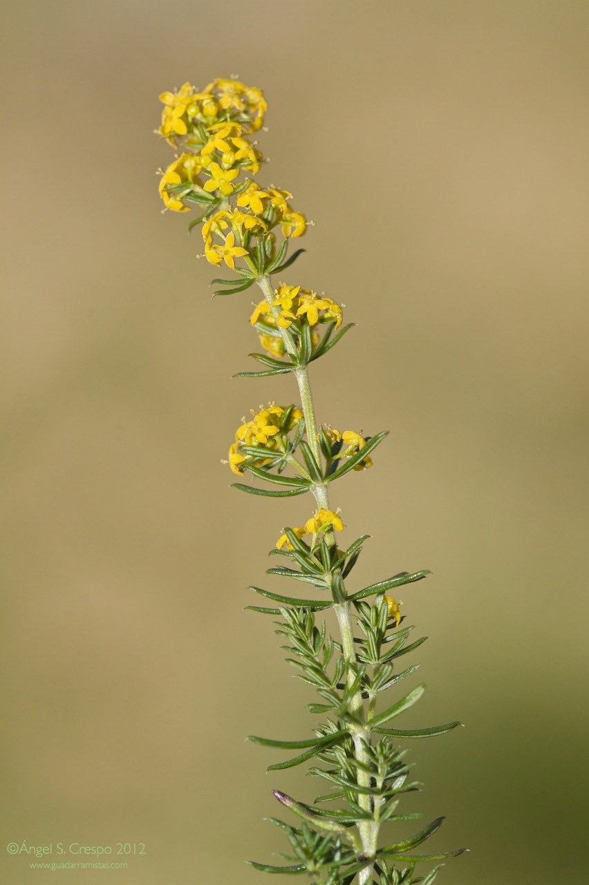 Подмаренник Степной