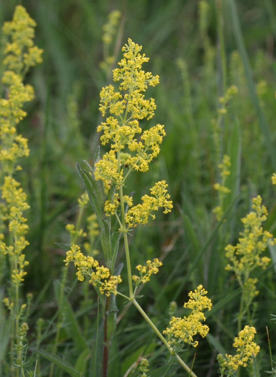 Льнянка подмаренник настоящий
