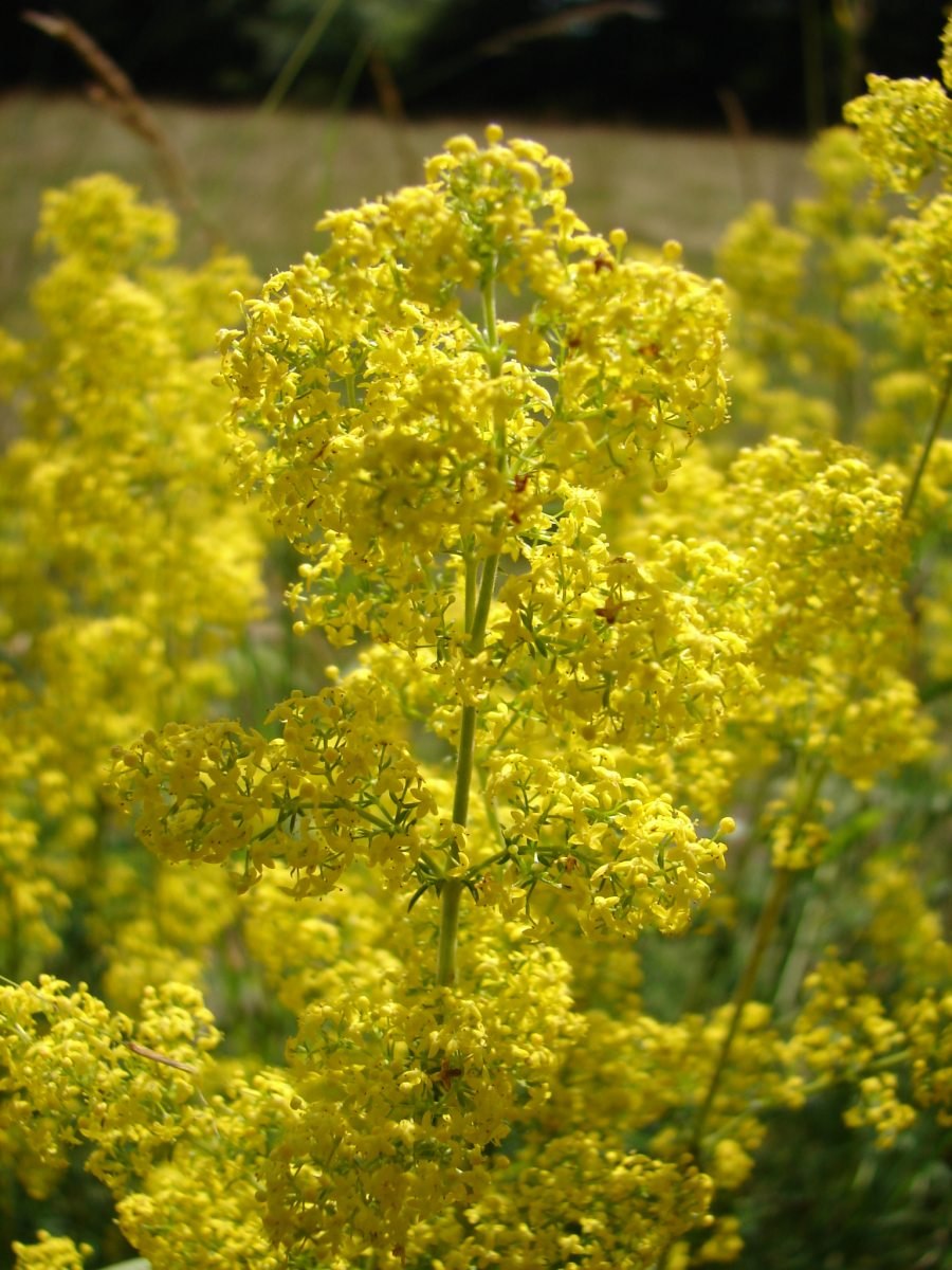 Подмаренник обыкновенный (Galium Verum)