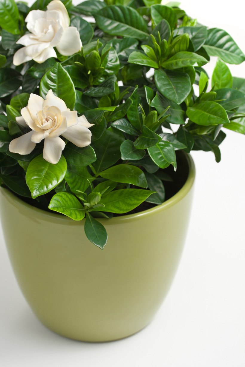 Gardenia jasminoides