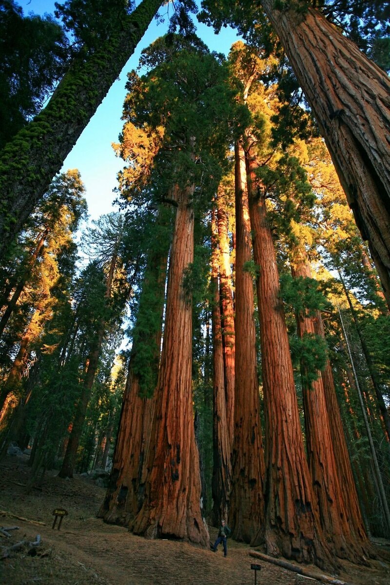 Секвойя вечнозелёная Sequoia sempervirens