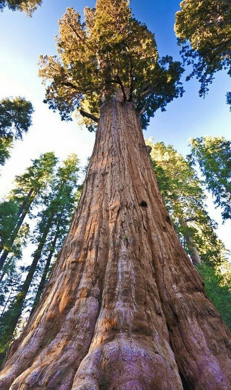 Секвойя вечнозеленая дерево