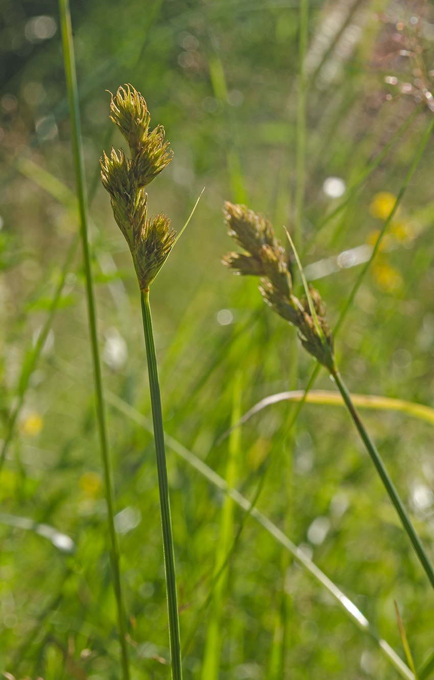 Осока острая (Carex acuta)
