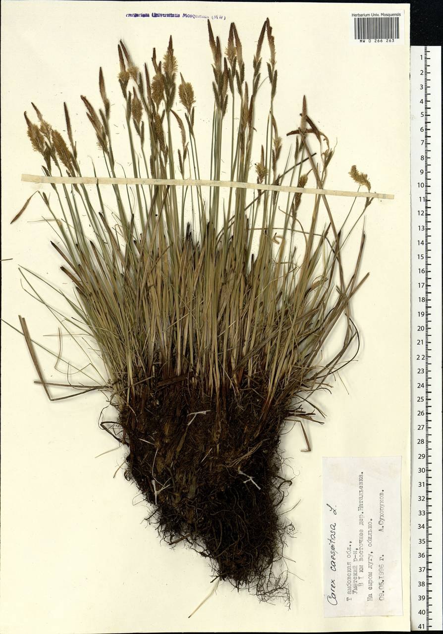 Осока шариконосная