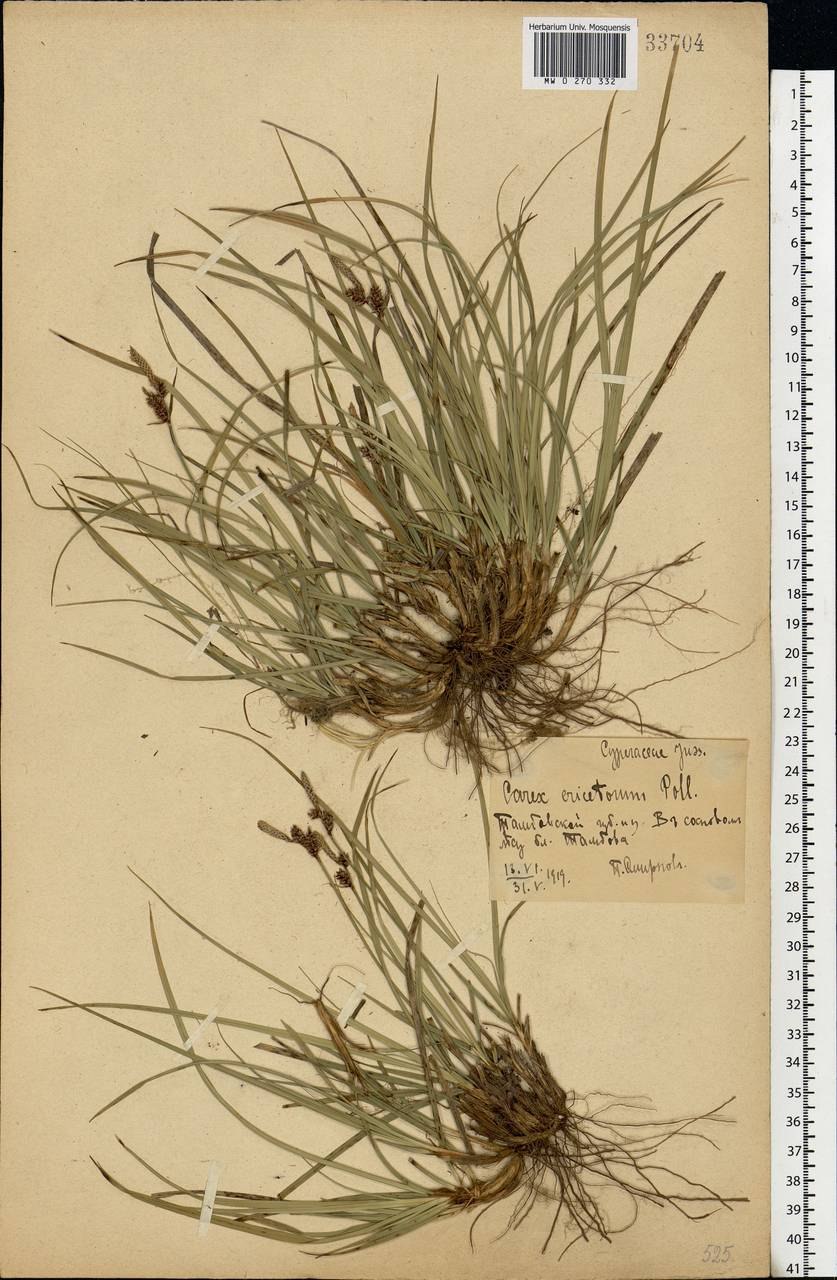 Осока Prairie Fire