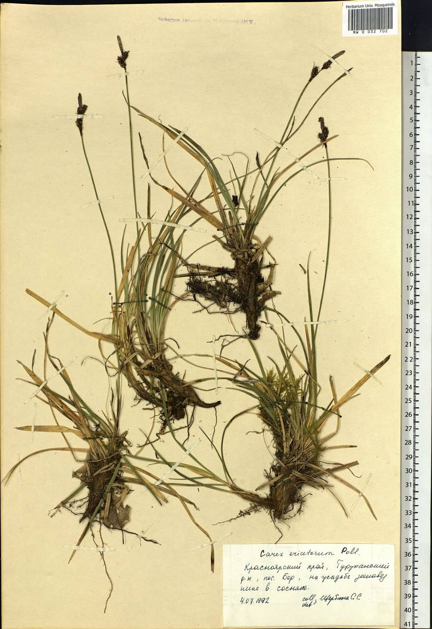 Осока плетевидная