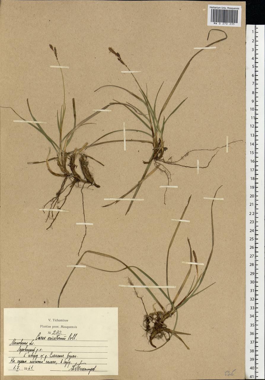 Осока пальмолистная цветет