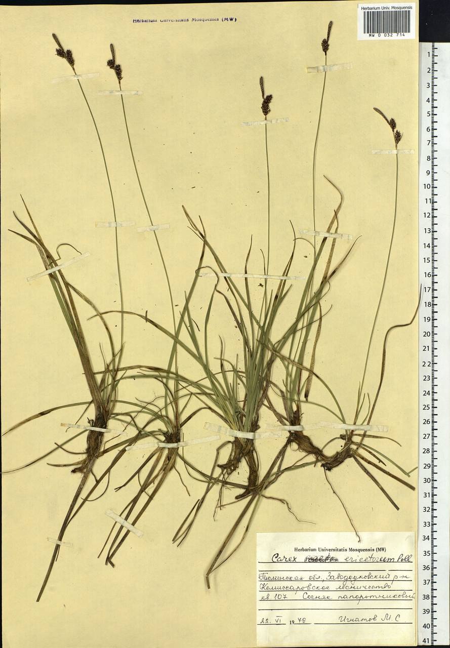 Осока сорняк