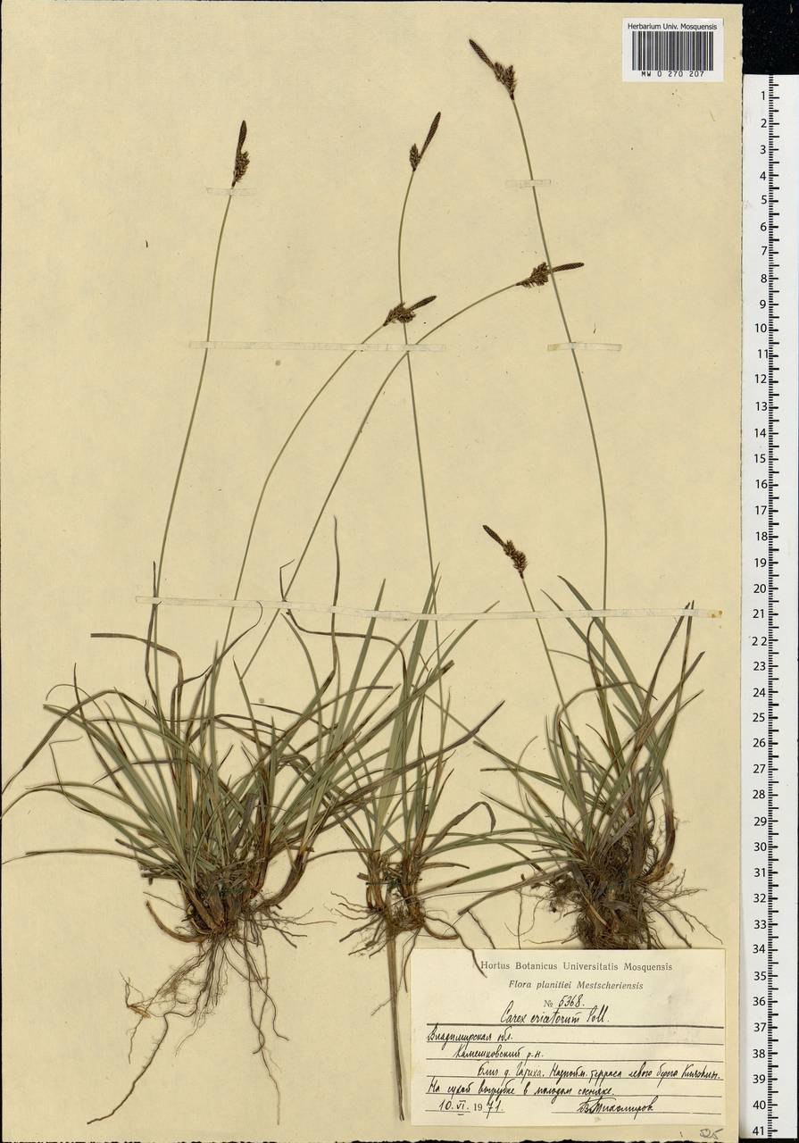 Осока толстостолбиковая