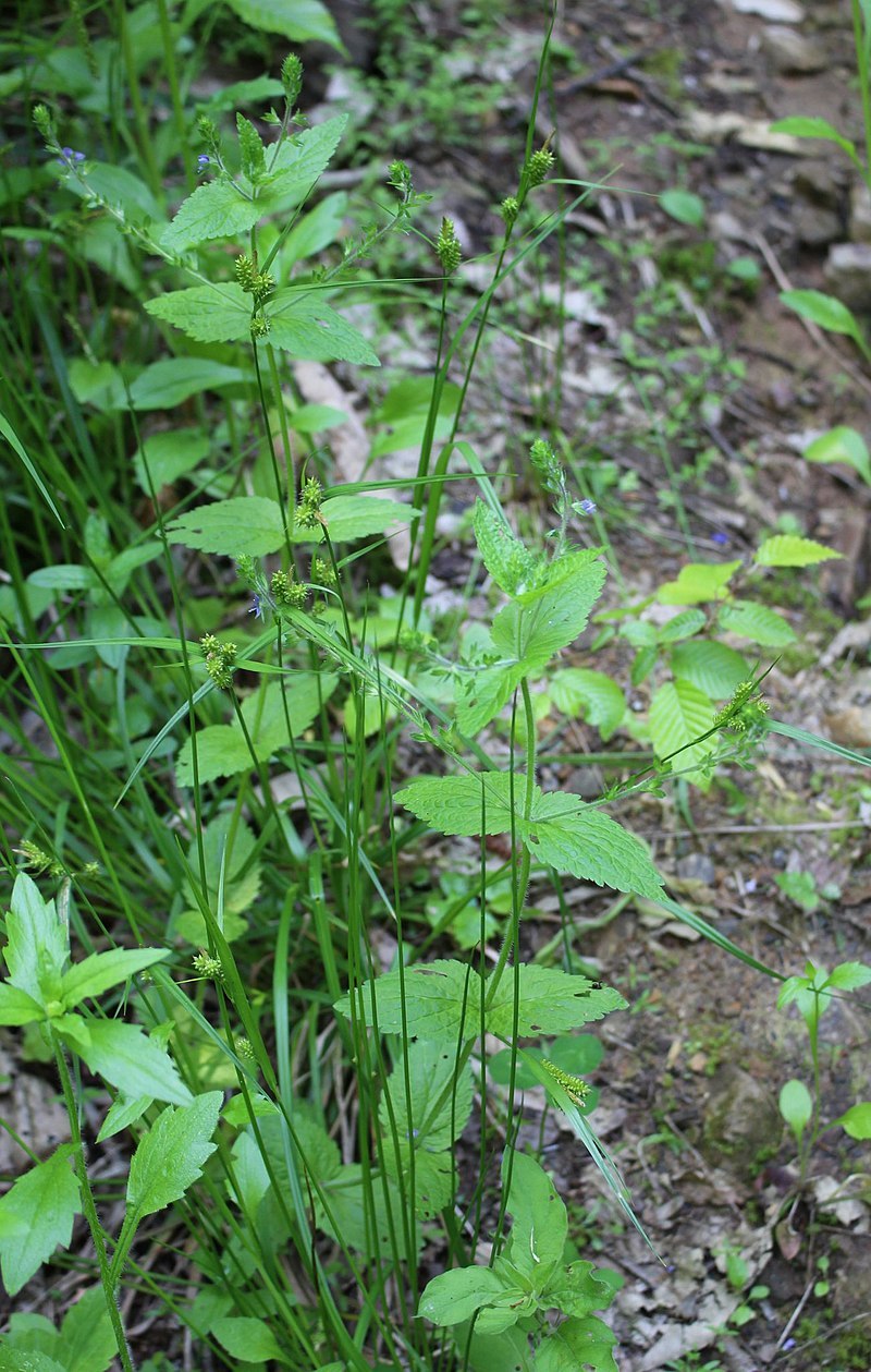 Вероника Дубравная растение