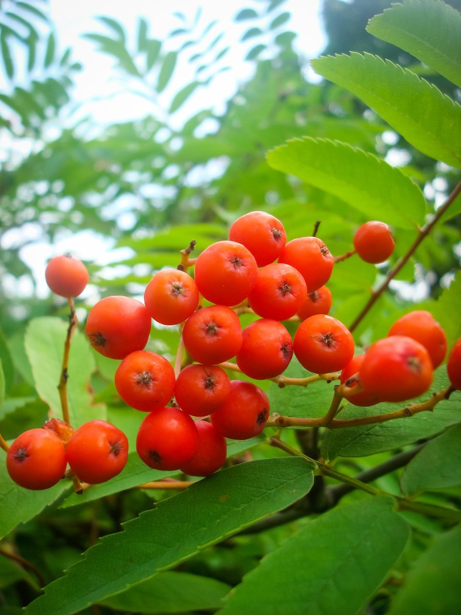 Sorbus poteriifolia