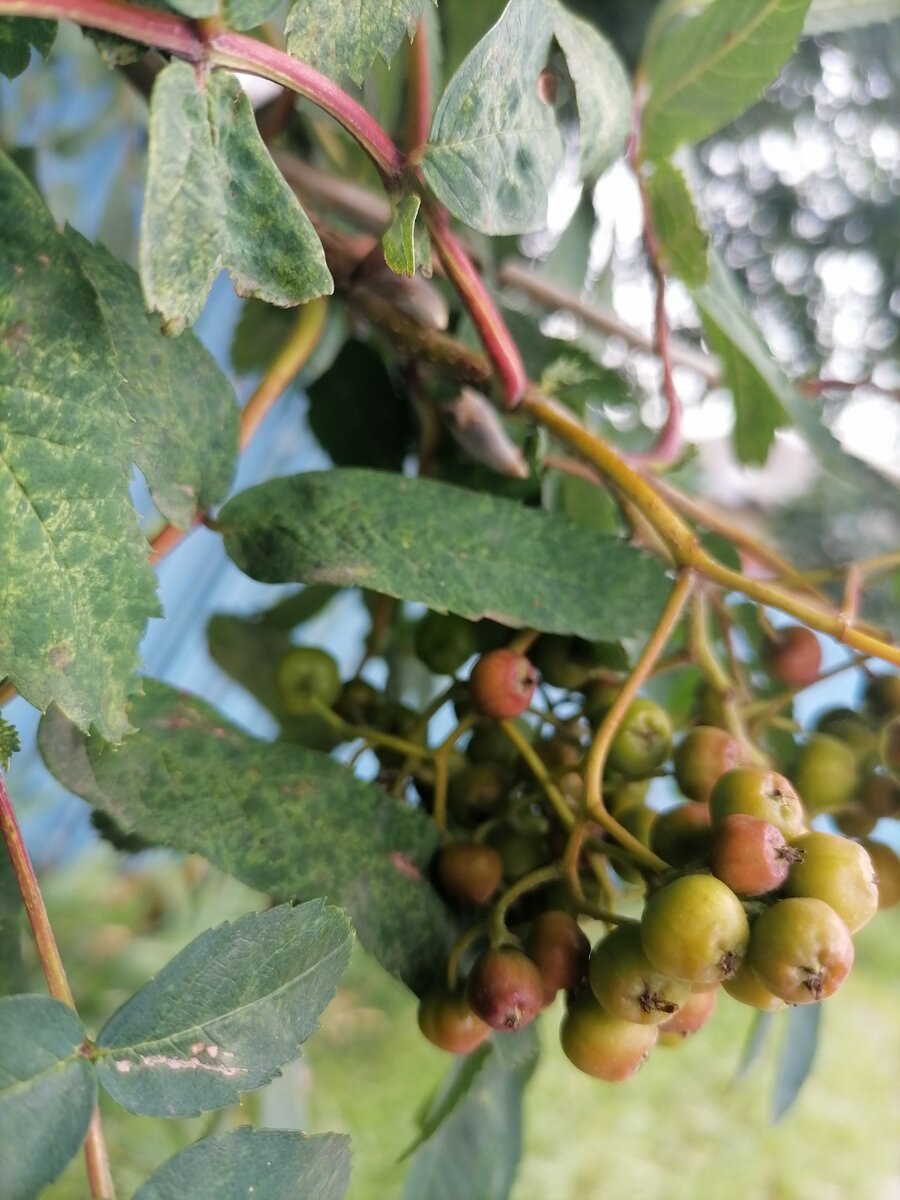 Рябина круглолистная