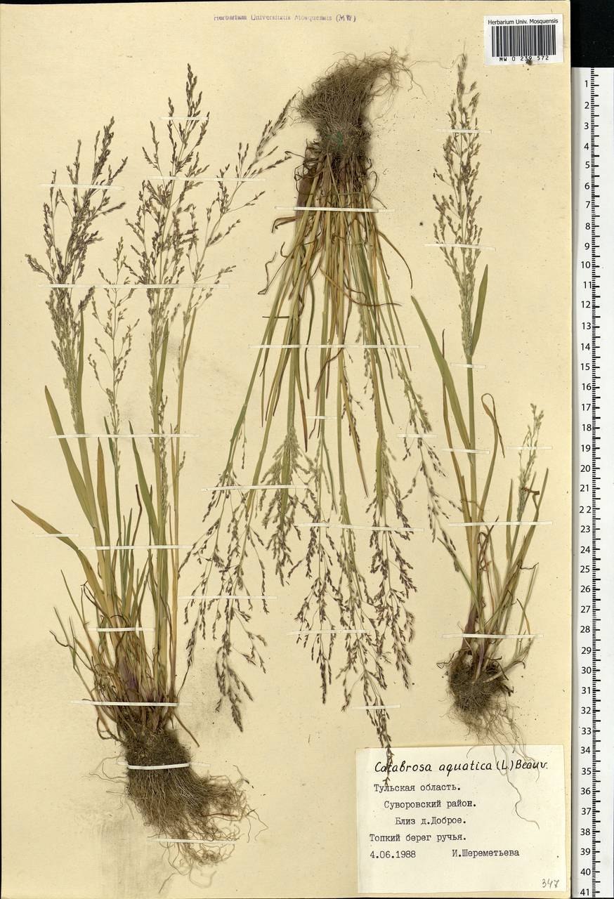 Овсяница Мейери