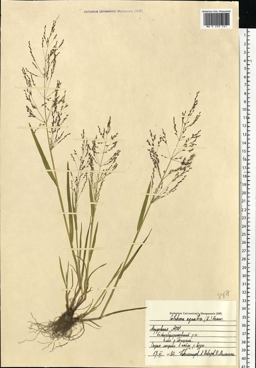 Поручейница водная