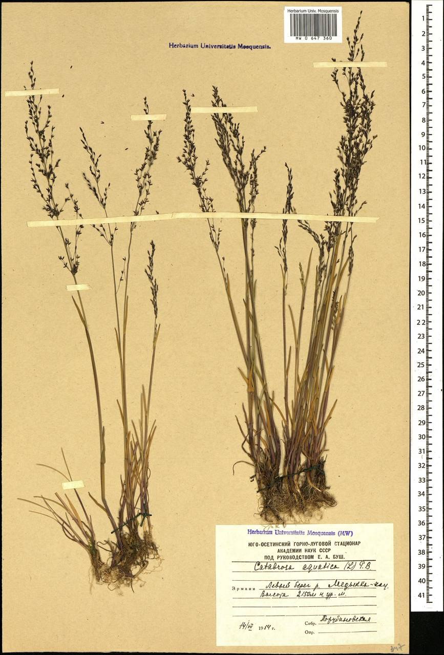 Манник Литовский (Glyceria Lithuanica)