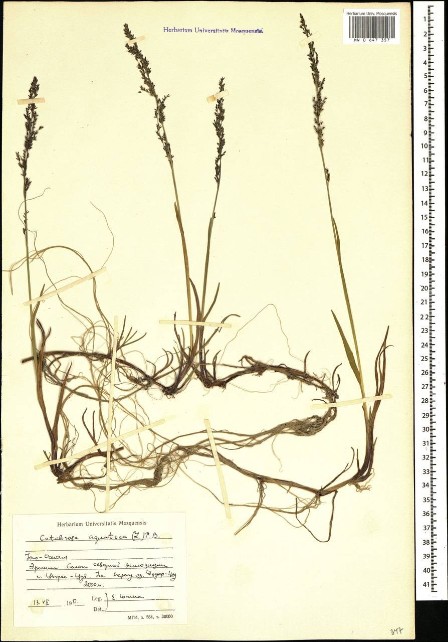 Поручейник широколистный Sium latifolium