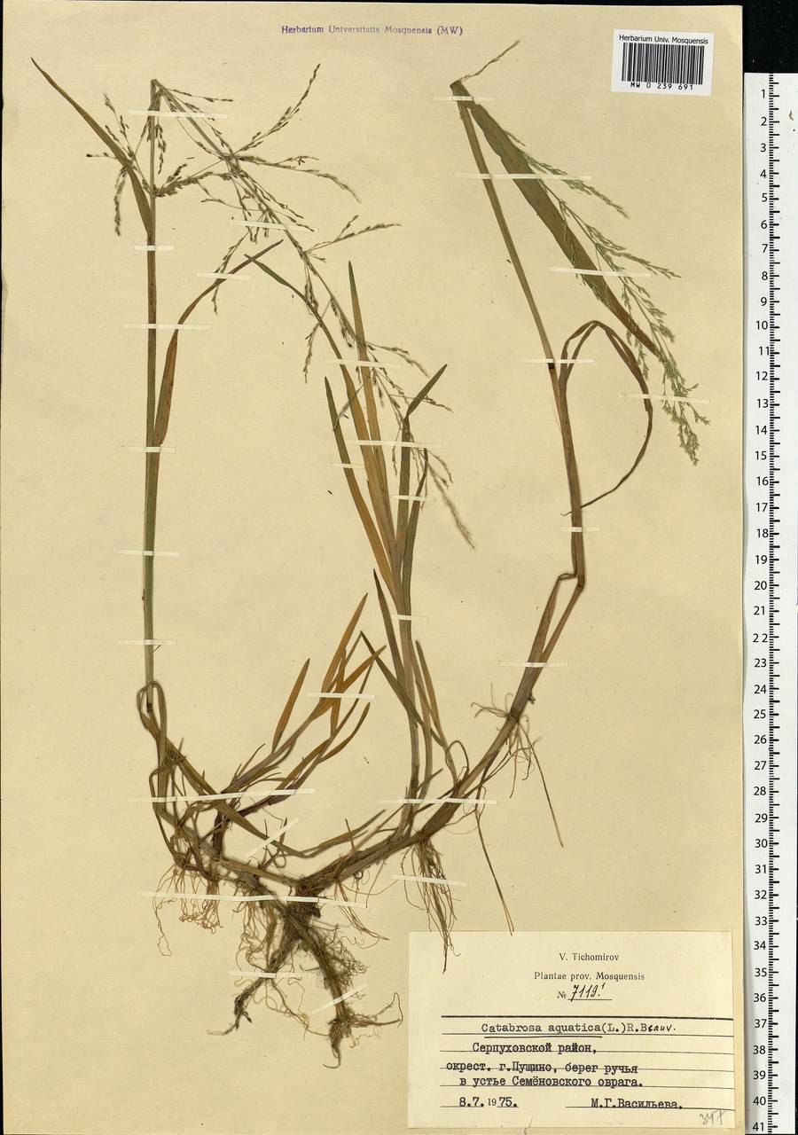 Молиния голубая Эдит Дадзус