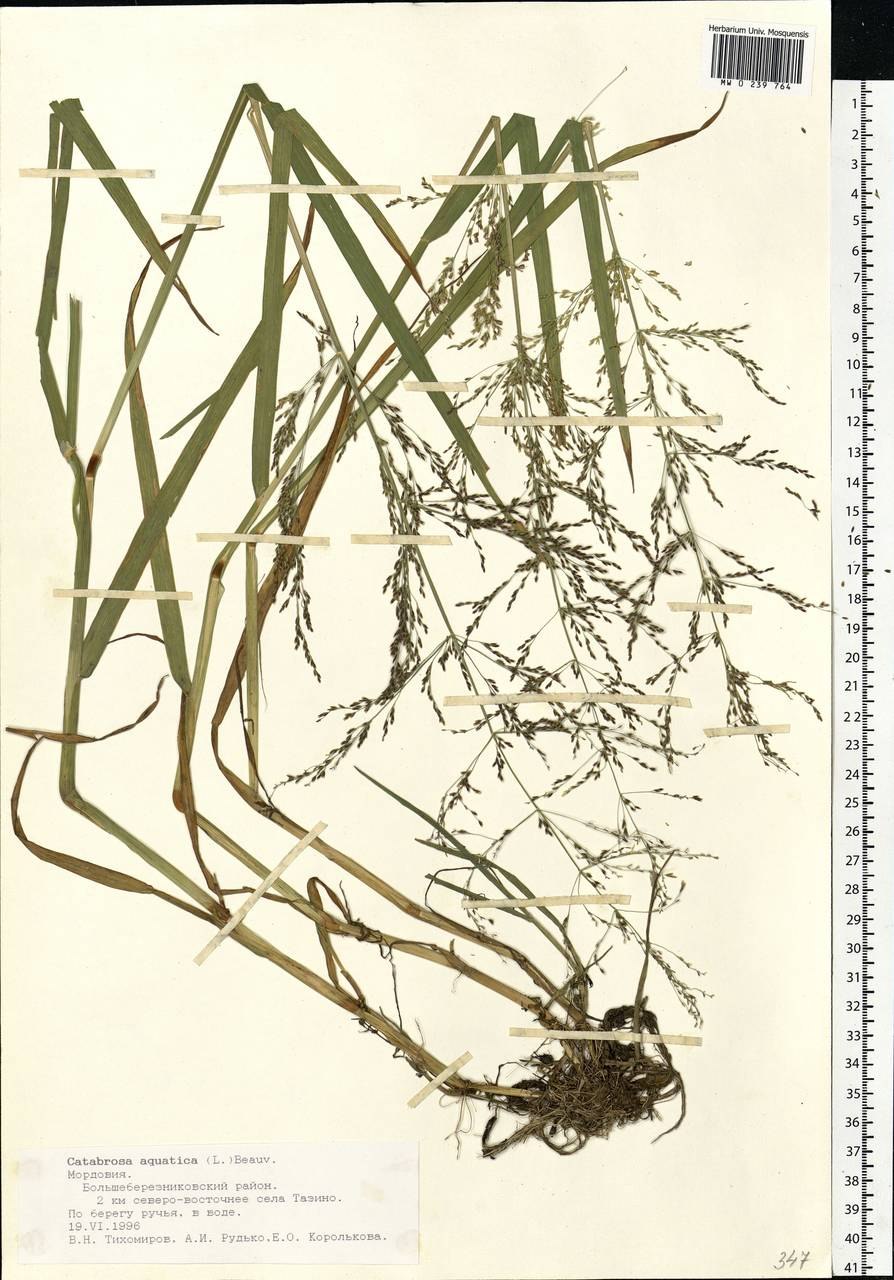 Просо прутьевидное strictum