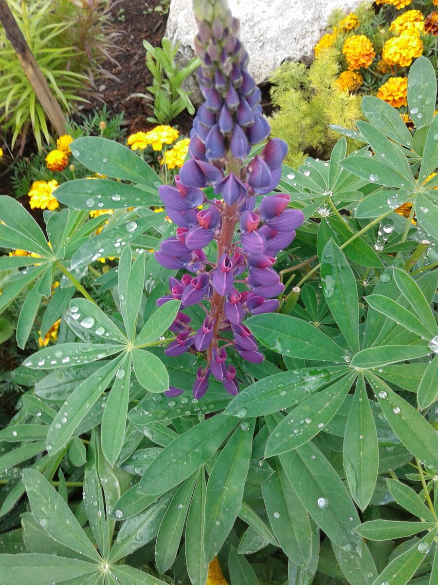 Люпин узколистный Белозерный