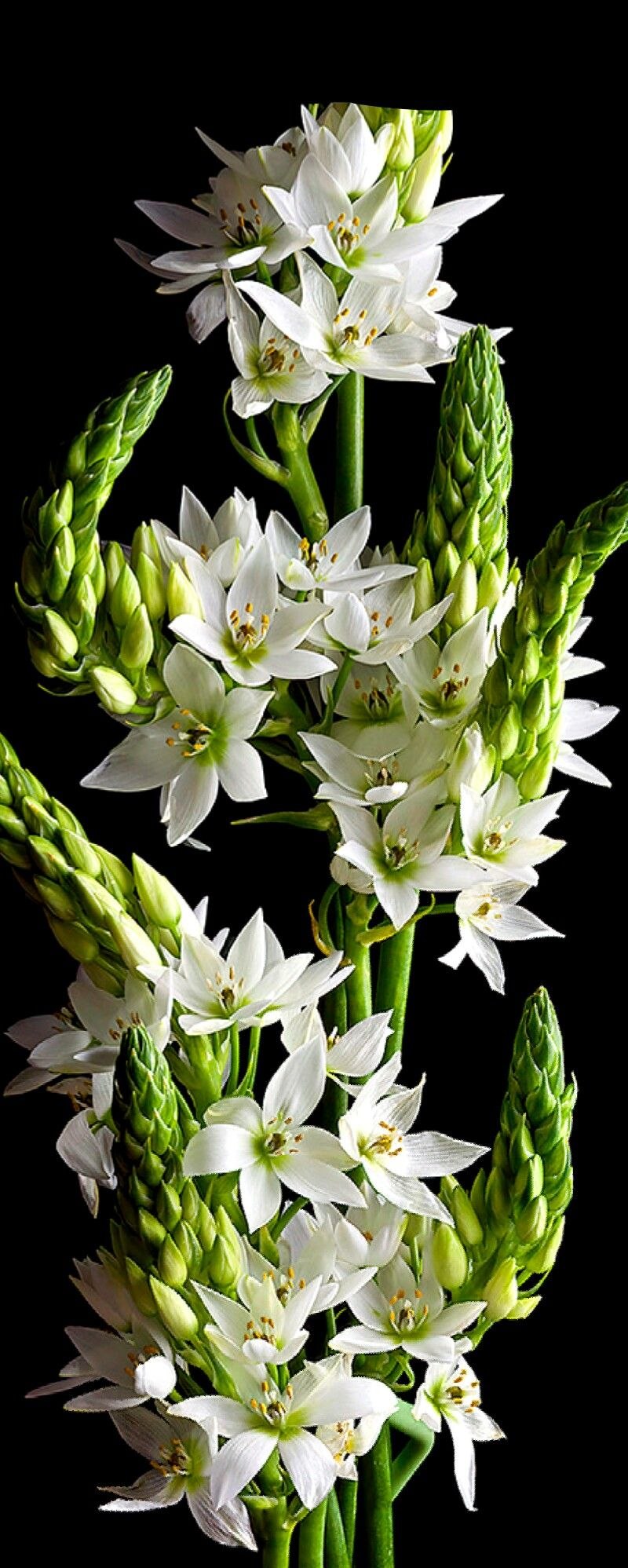 Птицемлечник дваждыизогнутый