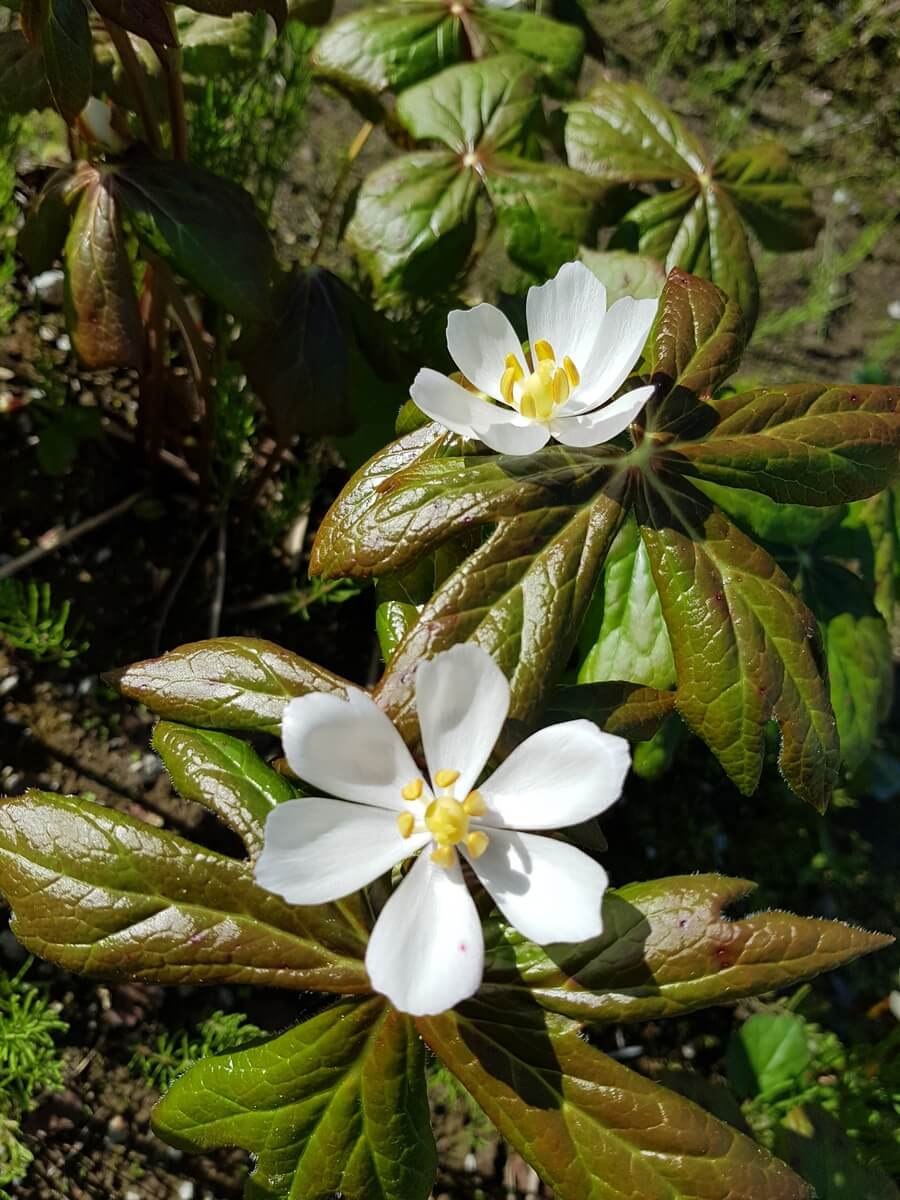 Щучья трава рдест