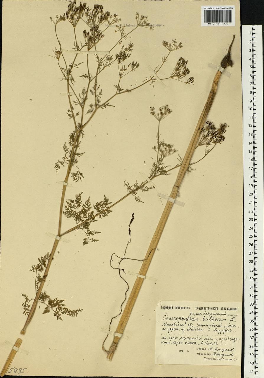 Повойничек шеститычинковый