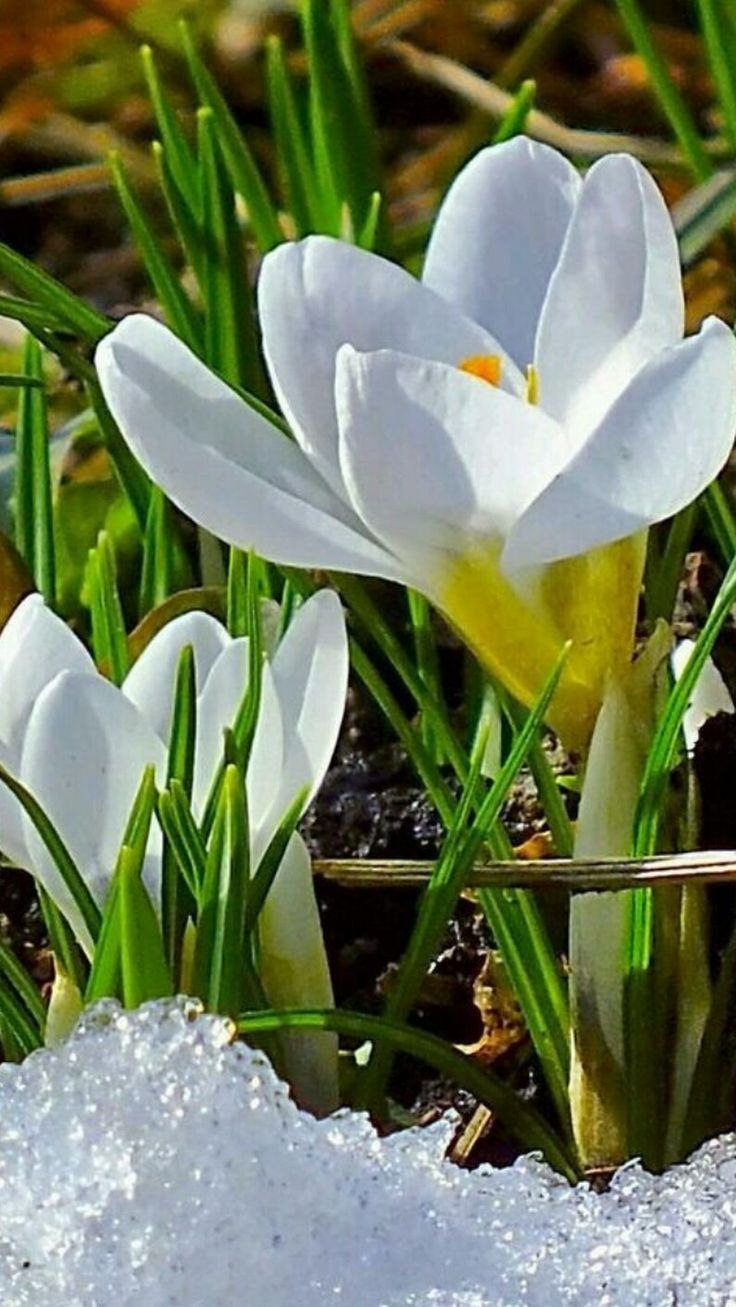 Крокус Шафран цветок