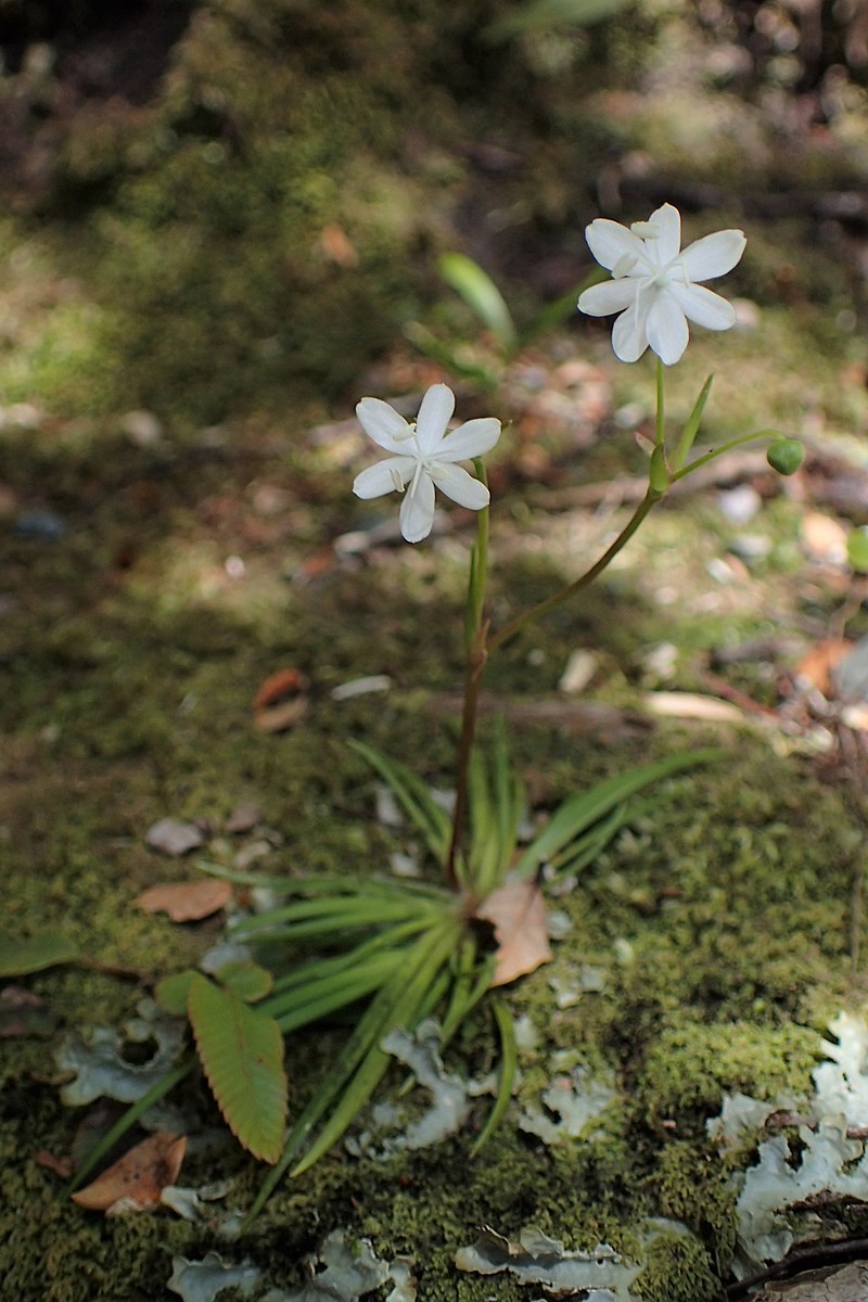 Либертия peregrinans
