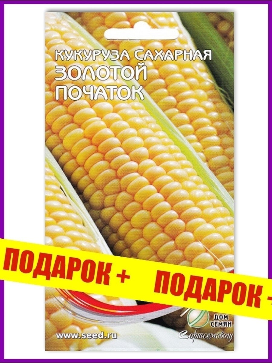 Семена кукурузы латынь