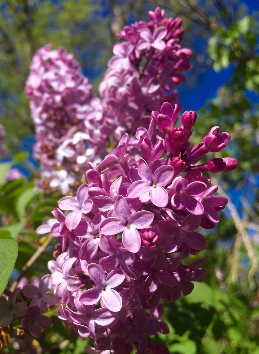 Сирень китайская