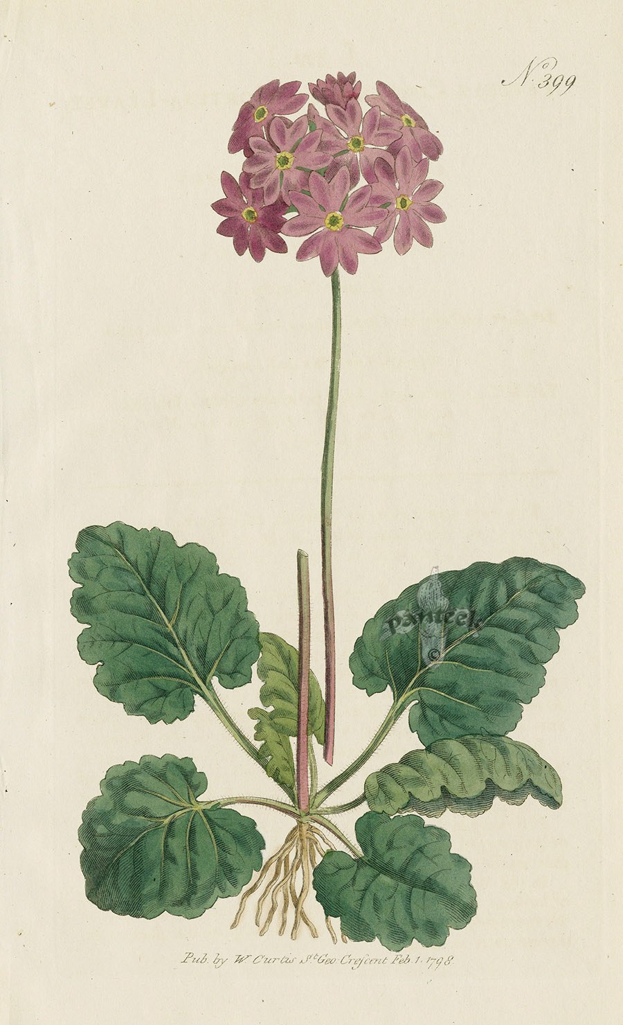 Кортуза chadeyka