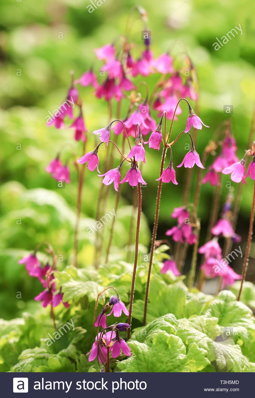 Сад два цветка семейства Тайкане