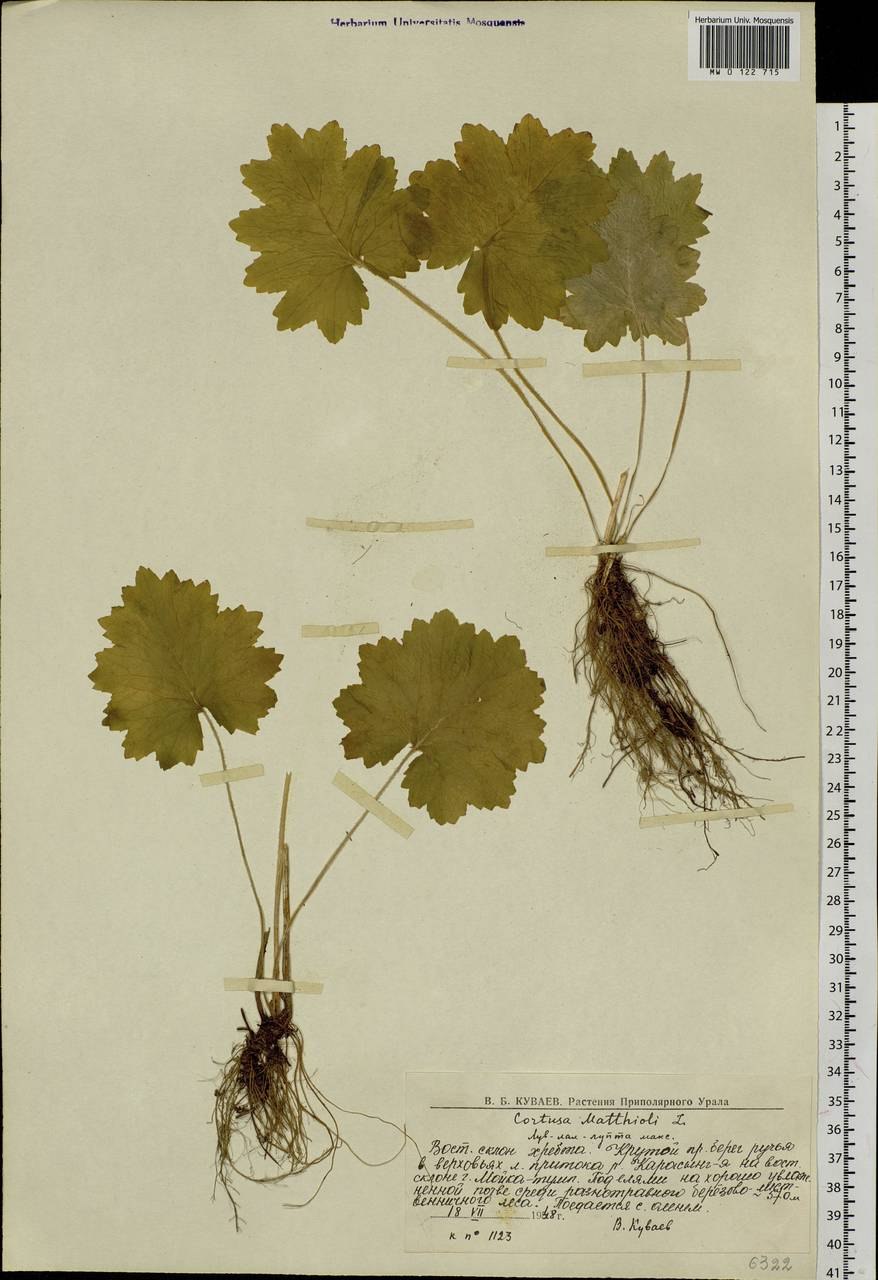 Прострел обыкновенный Pink